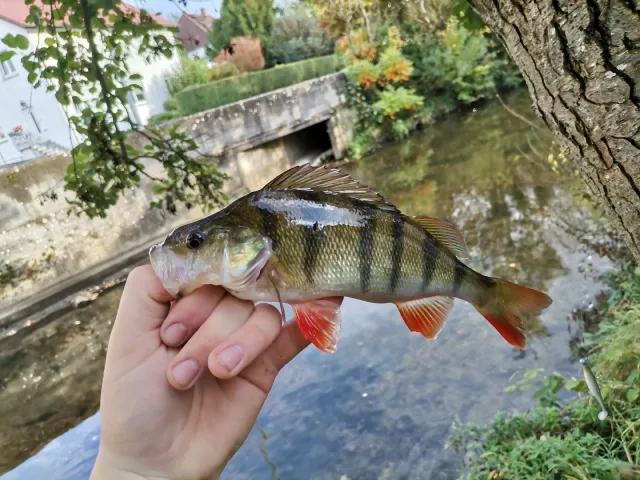 Flussbarsch
