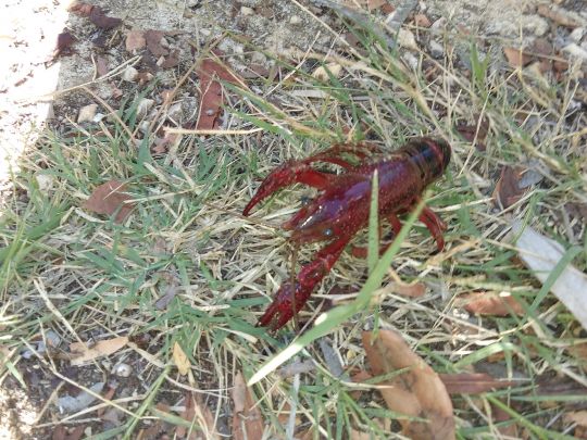 Roter amerikanischer Sumpfkrebs