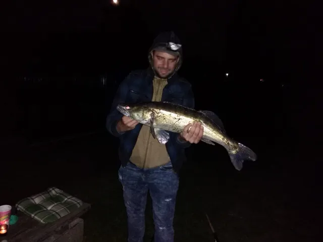 Zander