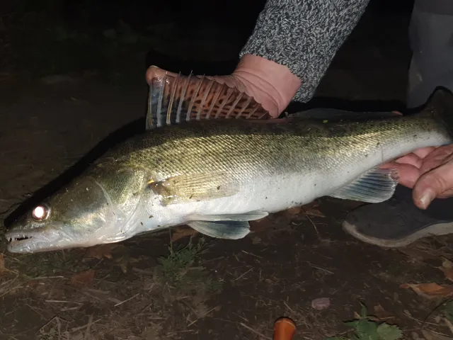 Zander