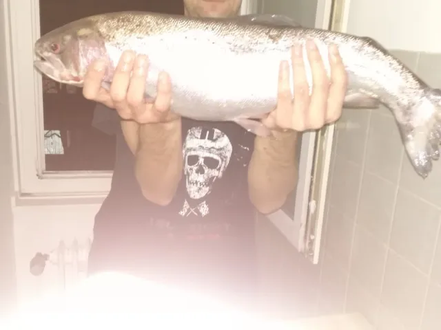 Regenbogenforelle