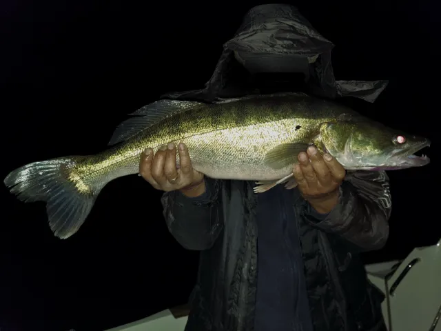 Zander