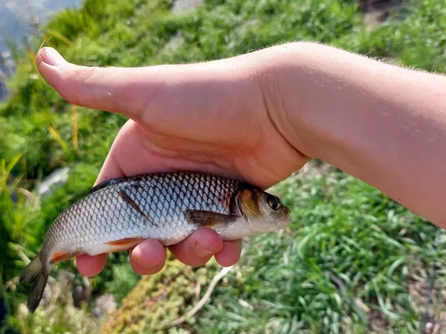 Döbel