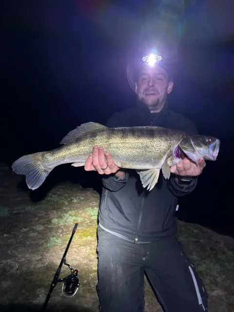 Zander