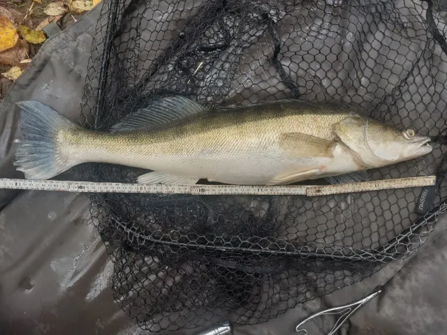 Zander