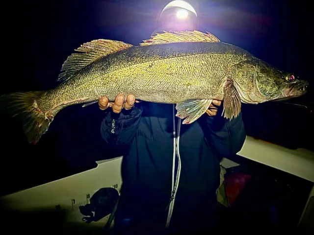 Zander