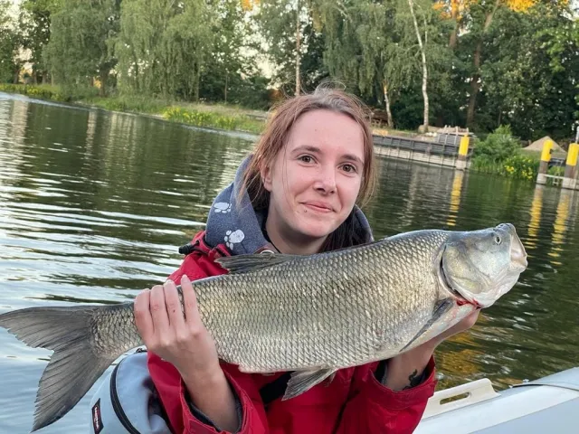 Rapfen