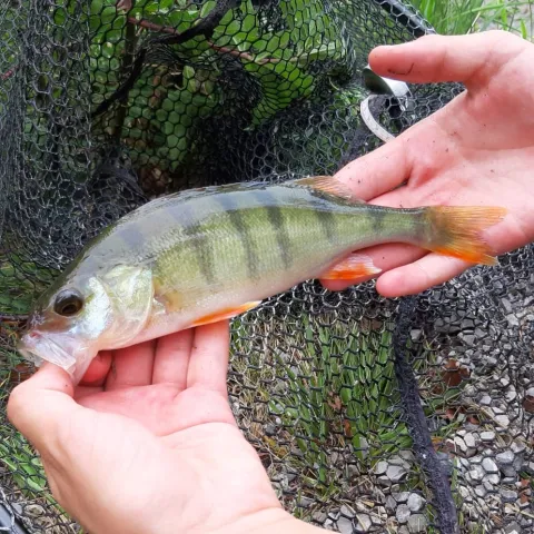Flussbarsch