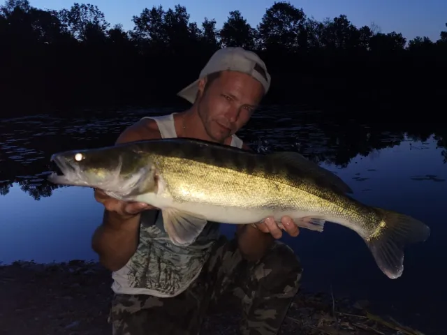 Zander