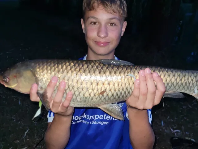 Graskarpfen