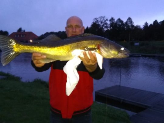 Zander