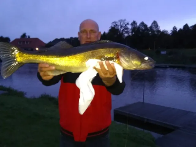 Zander