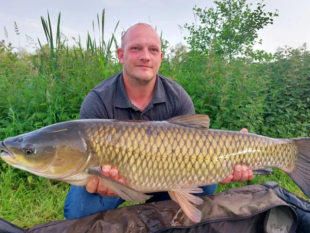 Graskarpfen
