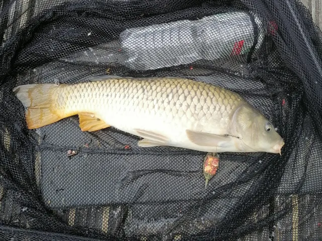 Karpfen