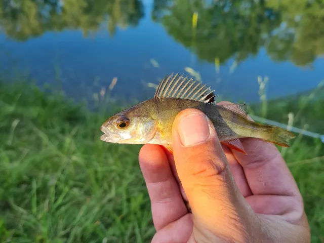 Flussbarsch