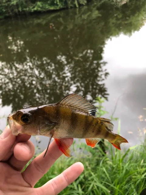 Flussbarsch