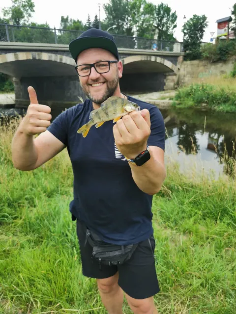 Flussbarsch