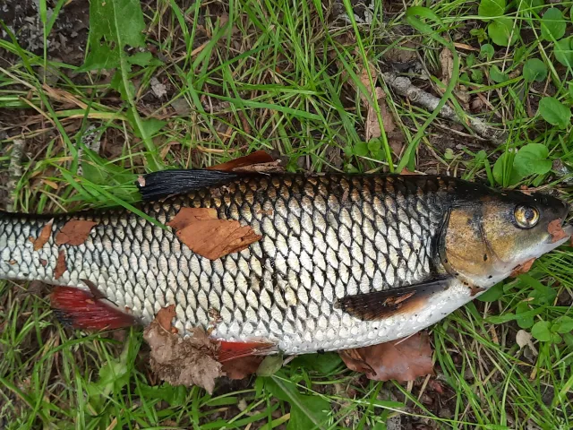 Döbel