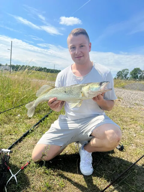 Zander