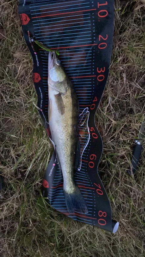 Zander