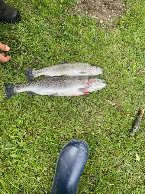 Regenbogenforelle
