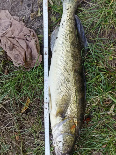 Zander