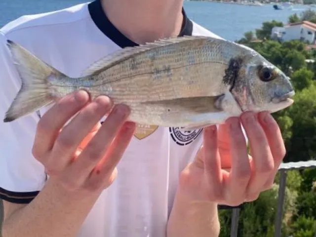 Dorade