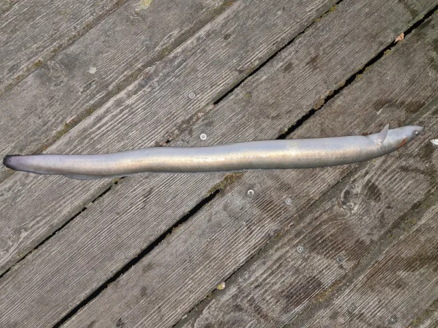 Aal