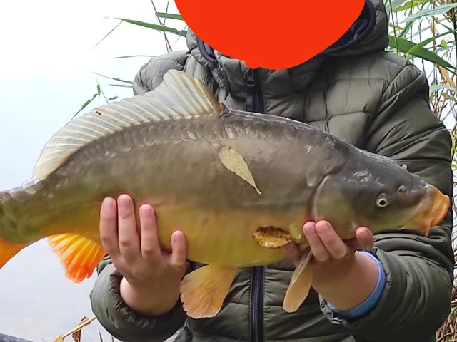 Karpfen
