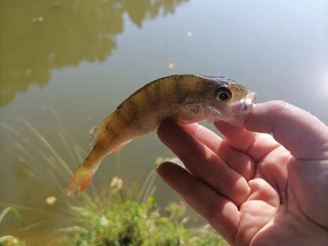 Flussbarsch