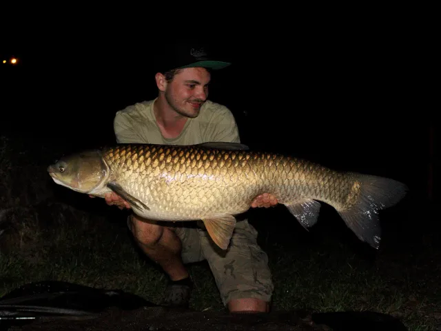 Graskarpfen