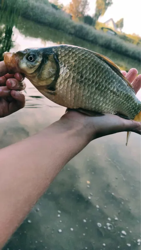 Karausche