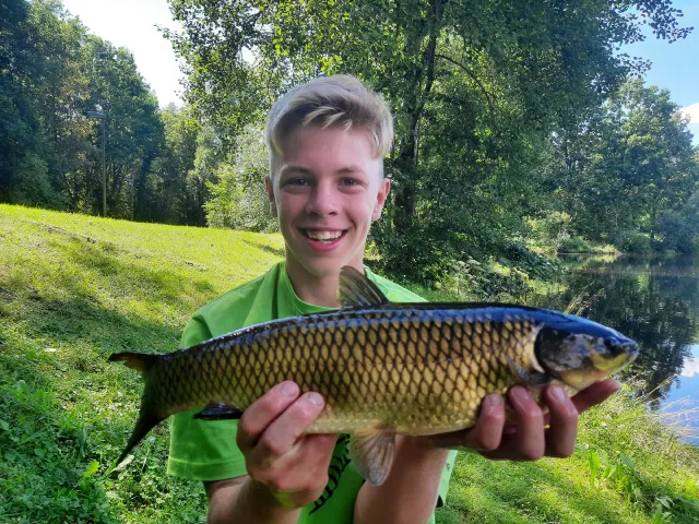 Graskarpfen
