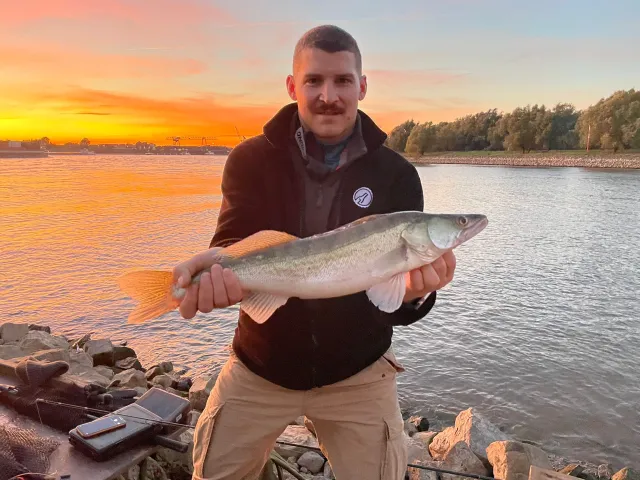 Zander