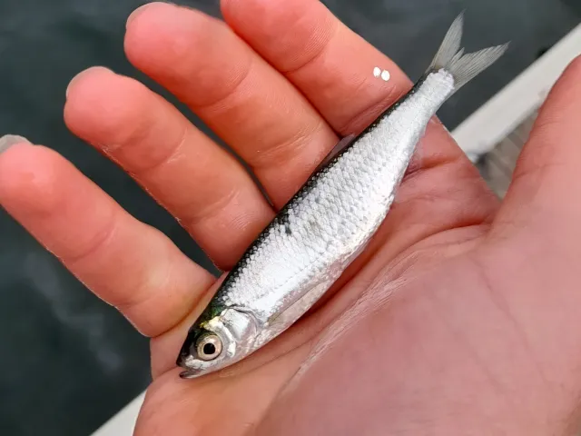 Hering