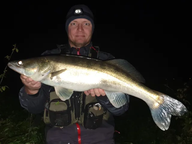 Zander