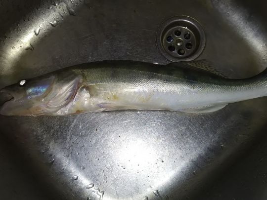 Zander
