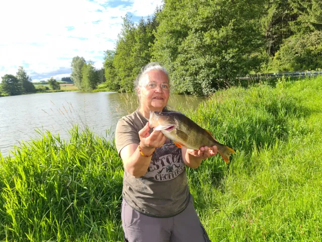Flussbarsch