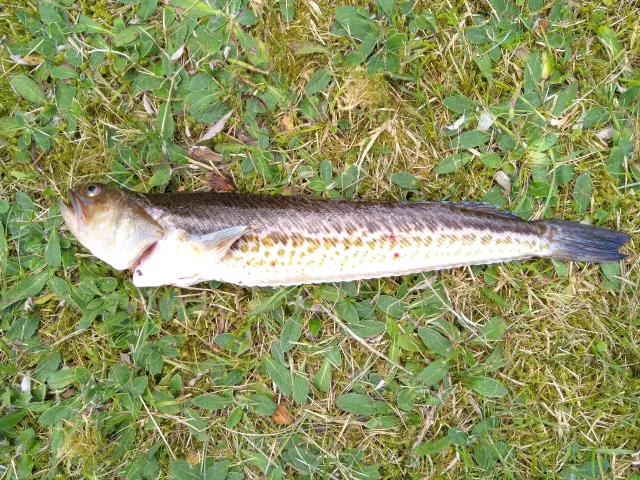 Petermännchen