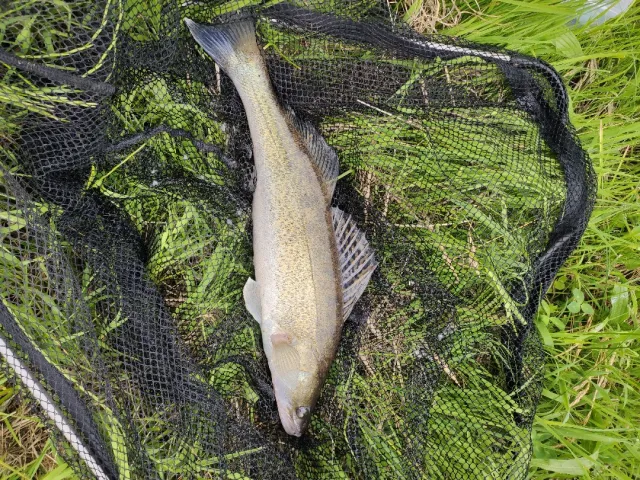 Zander