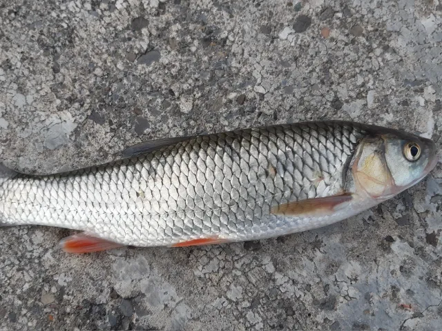 Döbel