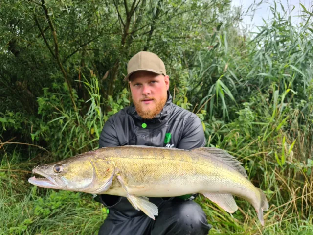 Zander