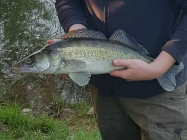 Zander