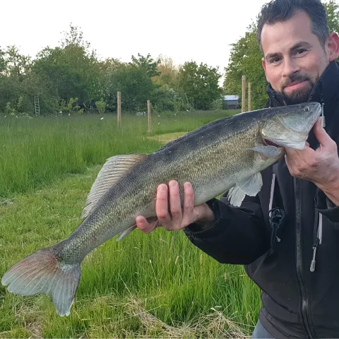 Zander