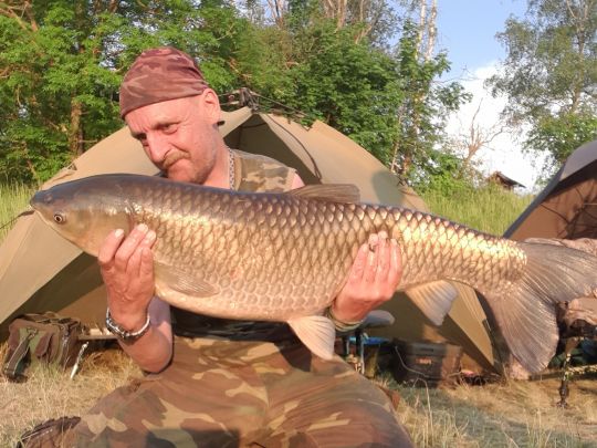 Graskarpfen