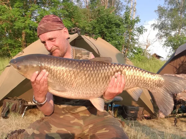 Graskarpfen