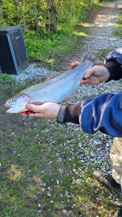 Regenbogenforelle