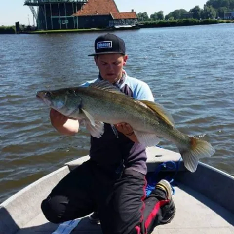 Zander