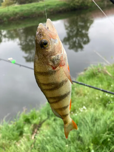 Flussbarsch
