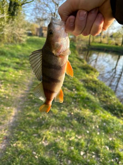 Flussbarsch